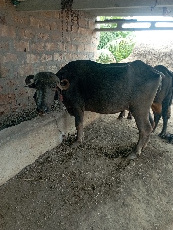 ખડેલી વેંચવાની છે