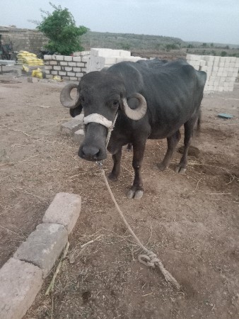 પેલું વેતર ખડેલી‌ વેચવાની છે