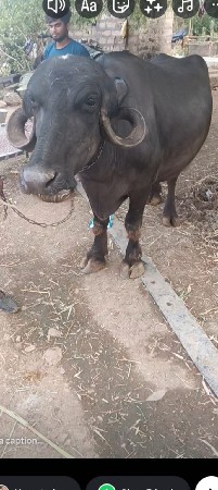 આ ભેંશ પેશવાની છે