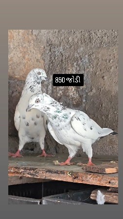 ઊડાન જોડી