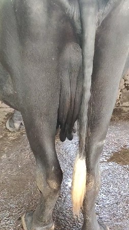 ભેંસ