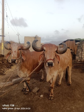 ફુલ જવાબદારી