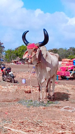 ત્રીજી અગત્ય ફુલ જવાબદારી છે વેચવાન