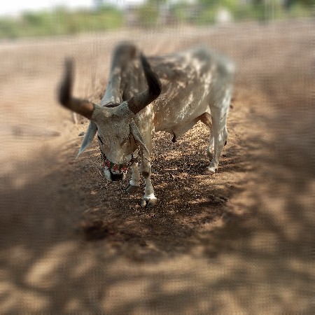 બળધ વેસવાનોસે