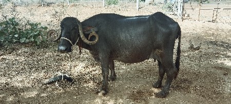 ભેંશ વેચવાની છે.