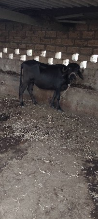 વેચવાની છે