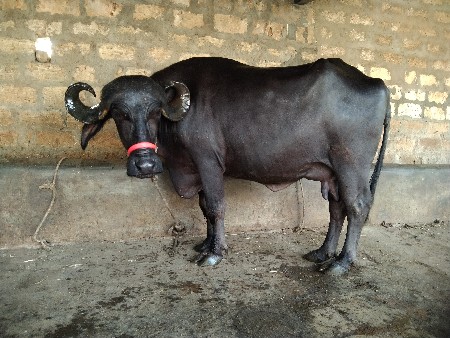ભેંસ વેચવાની છે
