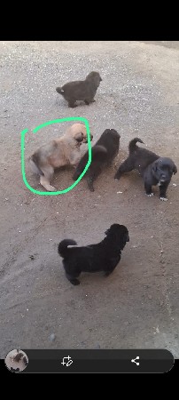 ઉત્તરાખડ શીપ ડોગ બ્રિડ ગલૂડીયા વે