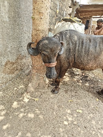 ખડેલી