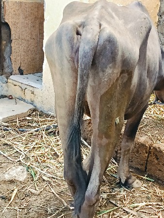 ખડેલી વેચવાની છે