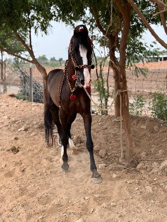 વછેરો ઘોડો