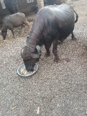 ભેંસ વેચવાની છે