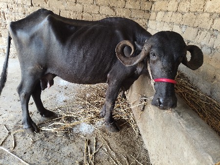 6 લિટર દૂધ બીજું વેતર