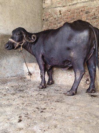 ભેંશ વેચવાની છે