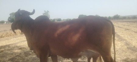 ગાય વેચવાની છે