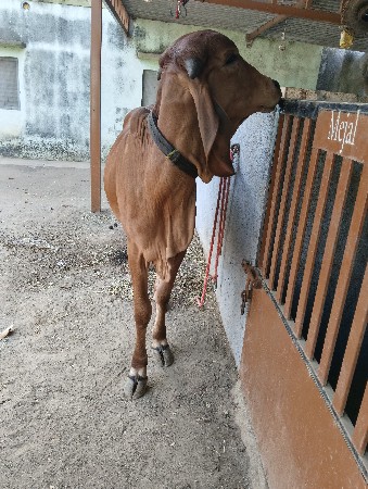 vachdi vechvani che