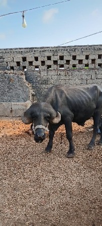 પાડો વેચવાનો છે