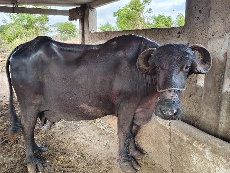 ભેંશ