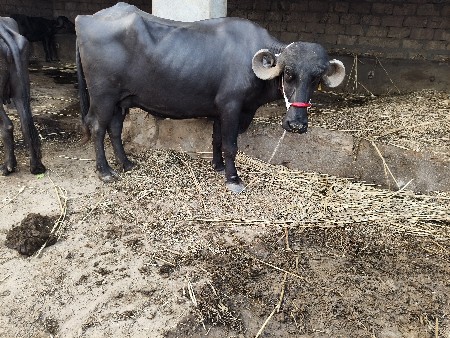 6 લિટર દૂધ બે મહિનાના બીજું વેતર