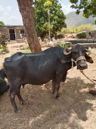 વેચવાની છે ભેંસ