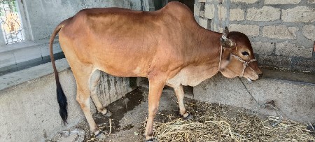 આ ગોધલો દેવાનો છે