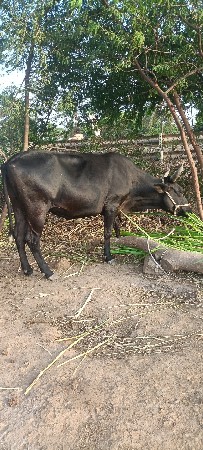 જળશી હોળકી વેચવાની છે