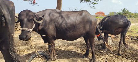 ભેંસ વેચવાની છે
