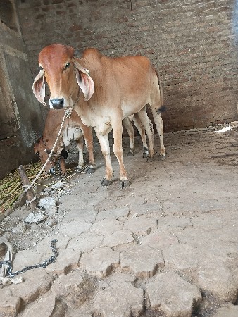 3 વાસડી વેચાણ છે