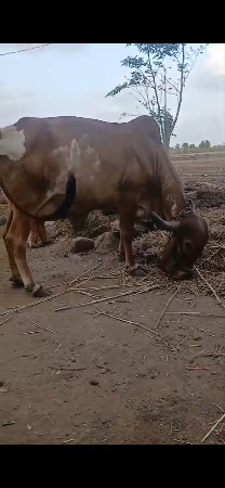 આ ગાય વેચવાની છે