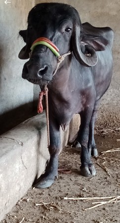 6 દાંત ખડેલી વેચવાની છે