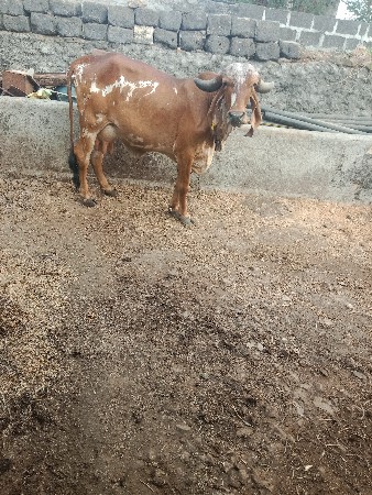 ગીર ગાય વેચવાની છે