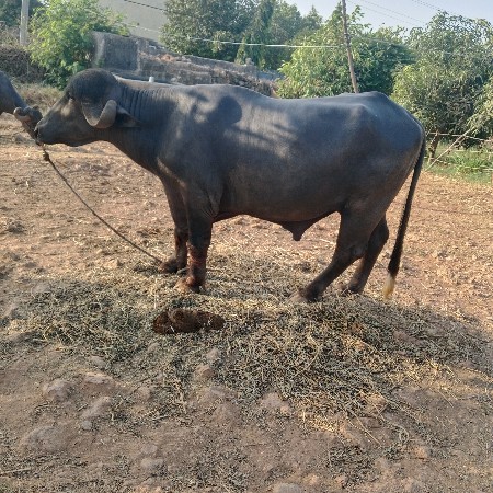 પાડો વેચવાનો છે