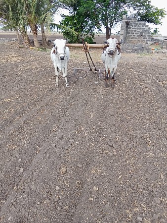 પેલ ધરા ગોધલા વેશવાના છે