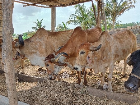 ત્રણેય બળદો ‌વેચવાના છે