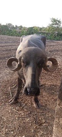 ભેંસ વેસ્વા ની સે