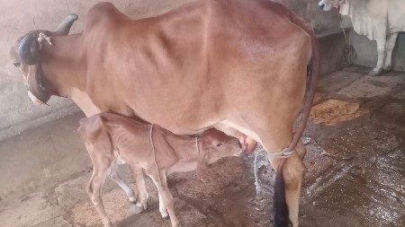 ગીરગાય