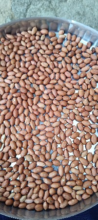 મગફળી બિયારણ