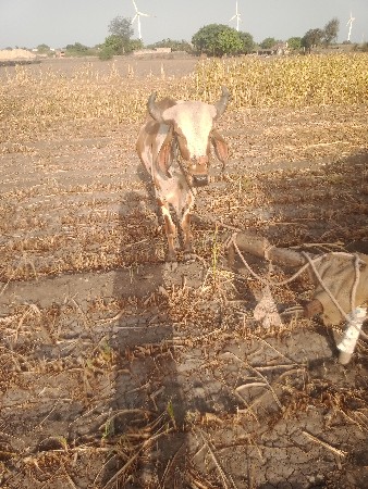 દાતે છે