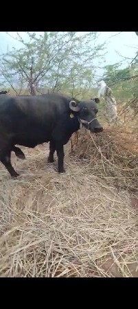 9723197610. ફોન કરો