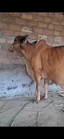 gir gay વેચવાની 3 vetar