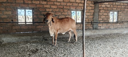 ગાય વેચવાની છે