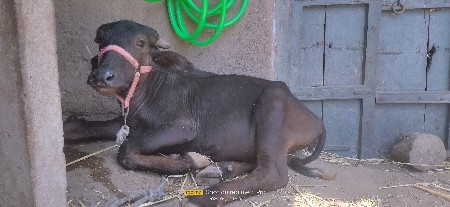 પાડી વેચવાની છે