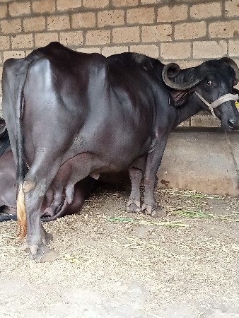 ભેંસ વેચવાની છે