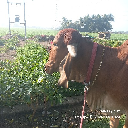 હોડકી વેચવાની છે ભાવનગર બીરીડ