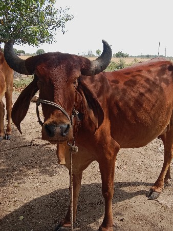 ગાય