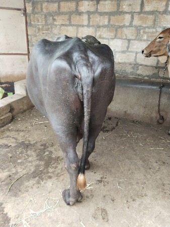 ભેંસ વેચવાની છે