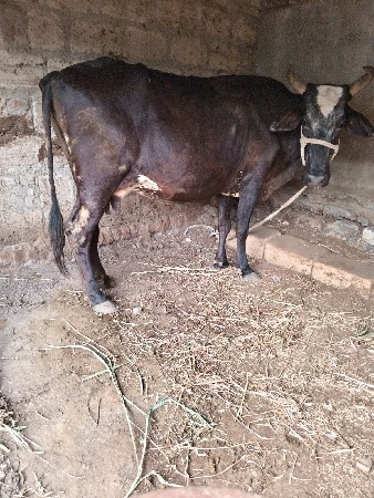 આ ગાય વેચવાની છે