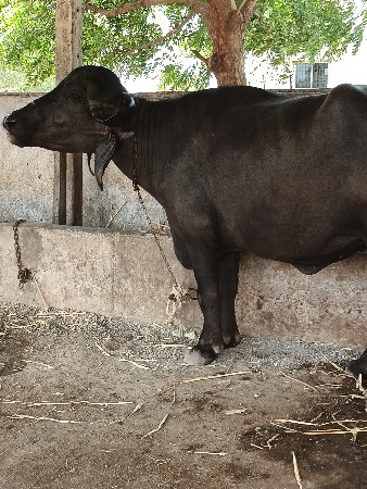 પેલું વેતર ગાભણ
