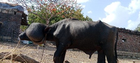 પાડો વચવાનો છે