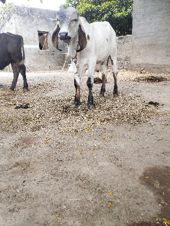 ગીર ગાય વેસવાની સે